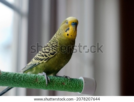 Cute young happy Green yellow factor budgie parakeet perched by the window 