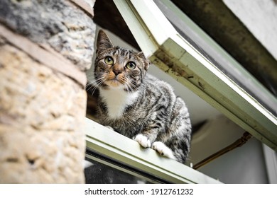 28,680 Climbing Into Window Images, Stock Photos & Vectors | Shutterstock