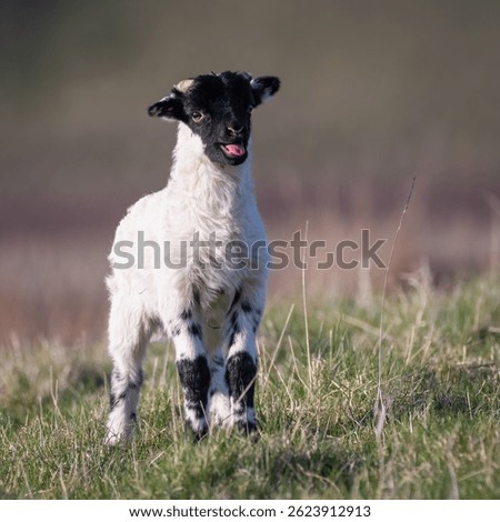 Cute young lamb on a spring evening, Perthshire, Scotland. 