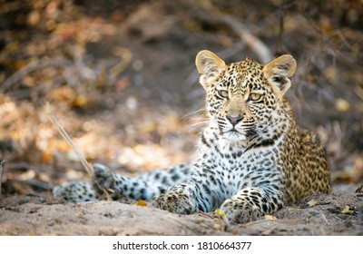 Bebe Leopard Images Stock Photos Vectors Shutterstock