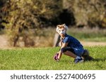 Cute young little kid girl wear cat furry mask enjoy have fun playing outdoors in forest street park. Children therian wild animal character trendy fan culture. Teenager social expression hobby