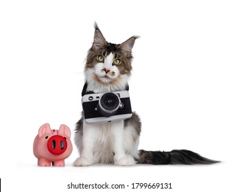 Cute Young Maine Coon Cat, Sitting Facing Front Beside A Pink Piggy Bank. Wearing A Toy Photo Camera Around Neck. Looking Straight At Lens. Isolated On White Background.