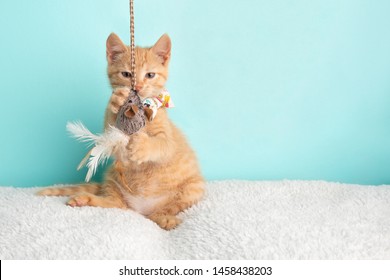 Cute Young Orange Tabby Cat Kitten Rescue Wearing White Flower Bow Tie Sitting Funny Playing With String And Mouse Toy On Blue Background