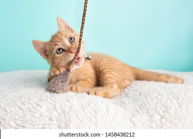 Cute Young Orange Tabby Cat Kitten Rescue Wearing White Flower Bow Tie Lying Down Looking Up Playing And Biting Mouse And String Toy On Blue Background