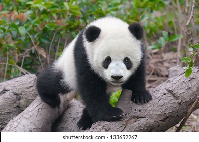 Cute Young Panda Cub