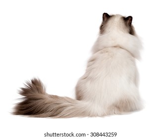 Cute young persian seal colourpoint cat is sitting and looking up - photographed from behind, isolated on white background