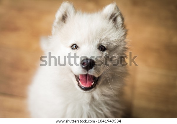 45+ Samoyed Pomeranian Puppies