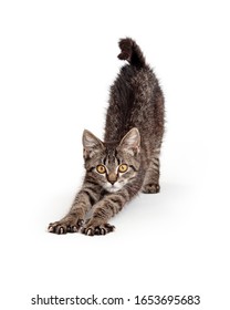 Cute Young Playful Tabby Kitten Extending Front Legs And Lifting Rear End To Stretch