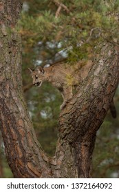 Cute Young Puma Climbing The Tree In Autumn Forest