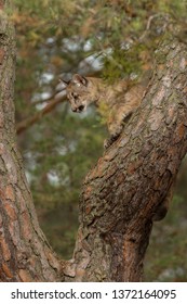 Cute Young Puma Climbing The Tree In Autumn Forest