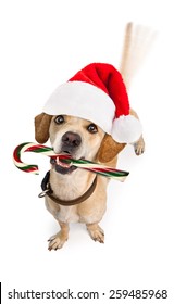 A Cute Young Puppy Dog Wearing Christmas Santa Claus Hat And Holding A Candy Cane With Motion Blur From A Wagging Tail. Isolated On White. 