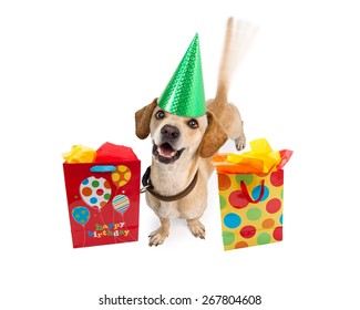 A Cute Young Puppy Dog Wearing A Birthday Hat Next To Colorful Gift Bags. Intentional Motion Blur From A Wagging Tail. Isolated On White. 