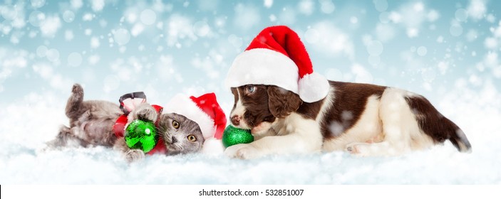 Cute young puppy and kitten together wearing Christmas Santa Claus hat playing with ornaments