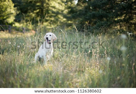 Similar – Labrador retriever labbi