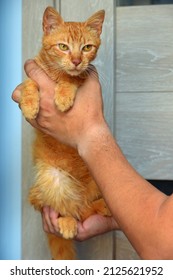 Cute Young Red Cat With Amber Eyes In His Hands