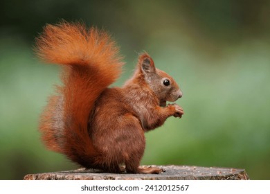 Cute young red squirrel in a natural park in warm morning light. Very cute animal, interesting about its surroundings, colorful, looking funny. Jumping and climbing trees, running, eating - Powered by Shutterstock