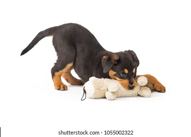 Cute Young Rottweiler Puppy Dog Chewing On A Stuffed Animal Toy. Isolated On White. 