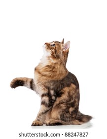 Cute young Siberian cat on white background