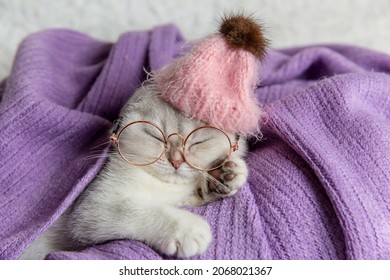 Cute Young Silver Lop-eared Scottish Fold As11 In Glasses And Pink Hat Sleeping On A Purple Blanket. A Breed Of Domestic Cat With Natural Dominant-gene Mutation.