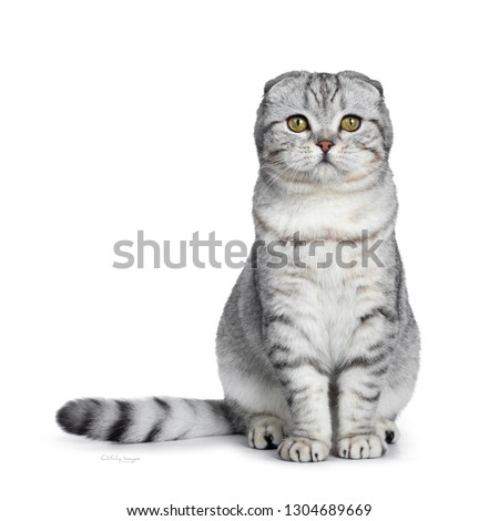Cute young silver tabby Scottish Fold cat kitten sitting straight up looking at camera with yellow eyes. Isolated on a white background. Tail beside body.