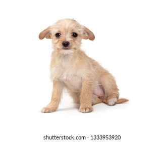 Cute Young Small Tan Color Scruffy Stock Photo 1333953920 | Shutterstock