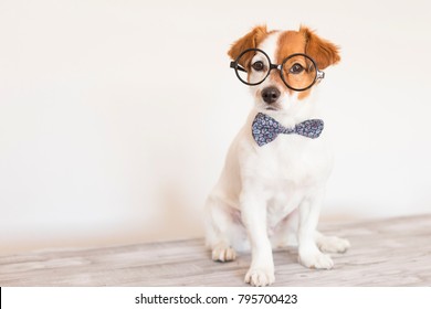 cute young small white dog wearing a modern bowtie and glasses. Sitting on the wood floor and looking at the camera.White background. Pets indoors - Shutterstock ID 795700423