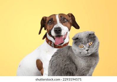 Cute young smart dog and cat pet