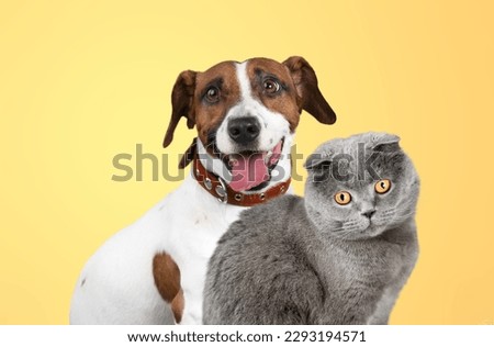 Cute young smart dog and cat pet