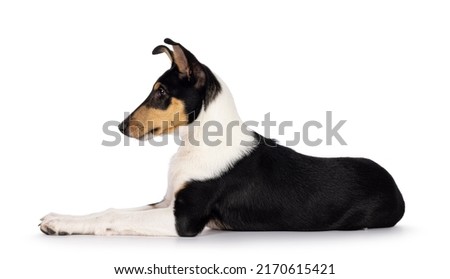 Cute young Smooth Collie dog, laying down side ways. Looking away from camera showing profile. Isolated on a white background.