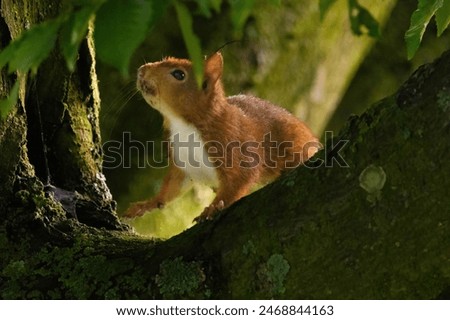 Similar – Eating squirrel in a sunny tree