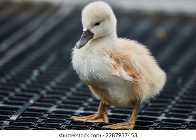 Cute young swan chicks with blurred background,Mute swan, Cygnus olor - Shutterstock ID 2287937453