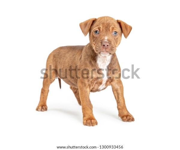 Cute Young Terrier Crossbreed Dog Standing Stock Photo 1300933456 ...