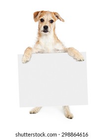 378,591 Dog and sign Images, Stock Photos & Vectors | Shutterstock