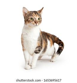 Cute young tri-color cat standing on white background looking to side - Shutterstock ID 1653695617