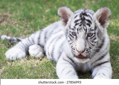 Cute Young White Bengal Tiger Cub (p. T. Bengalensis)