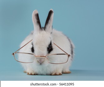 Rabbit In Glasses Images Stock Photos Vectors Shutterstock