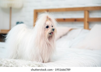 Cute Young White Maltese Dog Standing On Bed In Bedroom