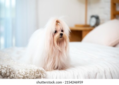 Cute Young White Maltese Dog Standing On Bed In Bedroom