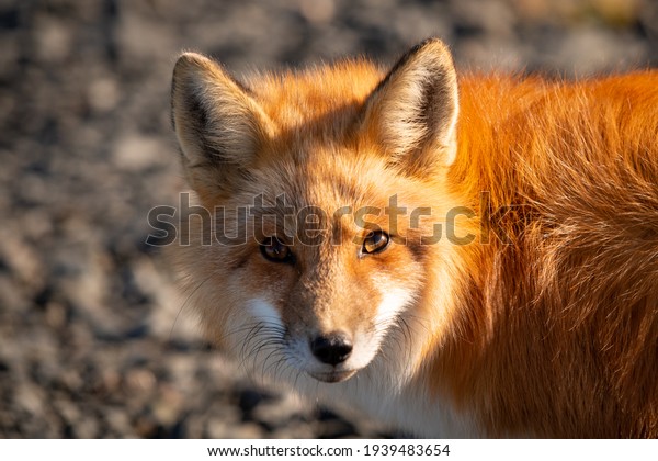 A cute young wild true red fox stands on all four\
paws attentively staring ahead as it hunts. It has a sharp piercing\
stare, orange soft fluffy fur and a long red tail with a white\
patch at the end.