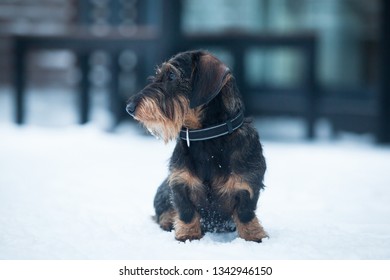 Cute and young  wire-haired miniature dachshund puppy posing for the photographer on the terrace on winter