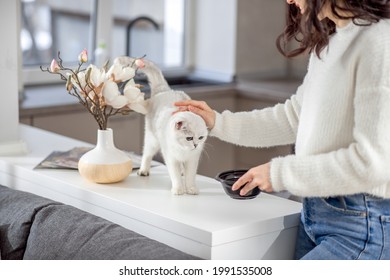 Cute young woman stroking her white cat - Shutterstock ID 1991535008