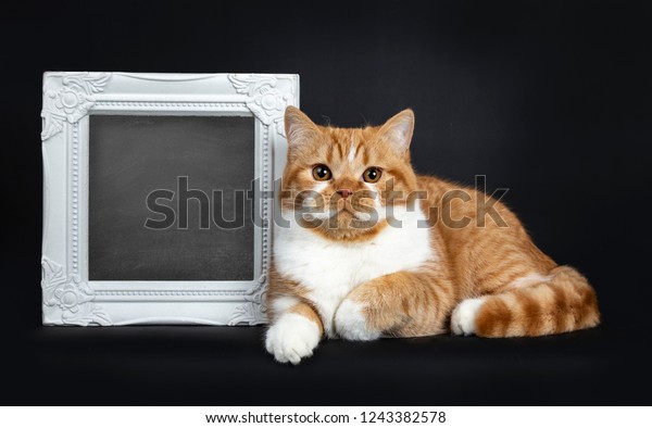 Cute Youngster Red Tabby White British Stock Photo Edit Now