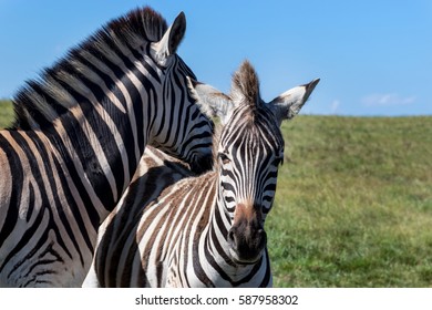 Cute Zebras - Burchells Zebra (Equus Burchelli), Eastern Cape, South Africa