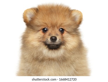 Cute Zwerg Spitz puppy looking at the camera on a white background, Copy space