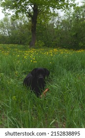 cute,beautiful, young black labrador retriever is resting lying in tall grass in a field with yellow flowers, holding a stick in his teeth. Harmony with nature, long walks with dogs in nature