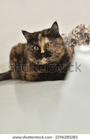 Cutecat. Tri-color cat veterynary animal British Shorthair