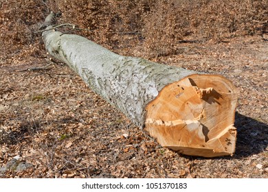 Cuted Beech Tree Trunk With In Forest