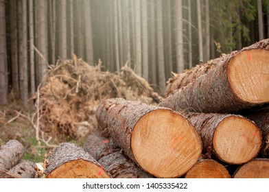 Cuted fresh tree trunks after storm in the forest Germany - Shutterstock ID 1405335422