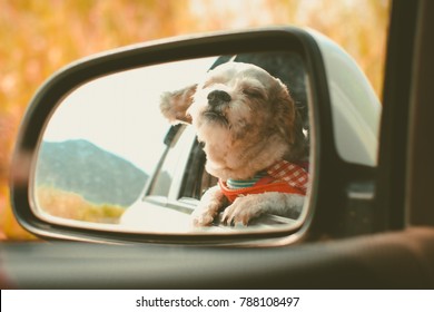 Cutely White Short Hair Shih Tzu Dog In Car Mirror Looking Out Of Window During Travel Trip, Added Colour Filter And Vintage Style