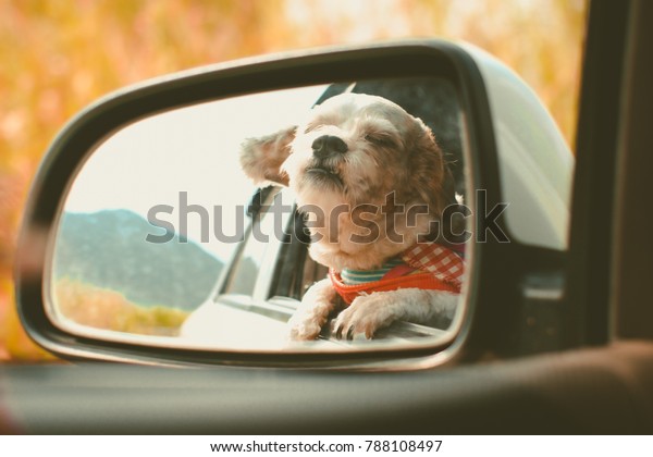 Cutely White Short Hair Shih Tzu Stock Photo Edit Now 788108497